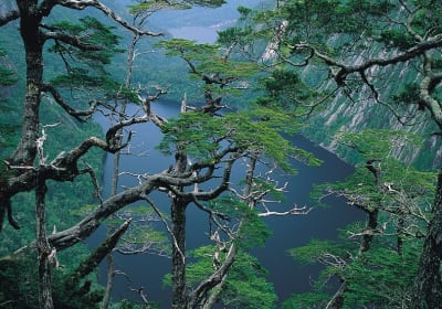 Parque Nacional Alerce Andino 2