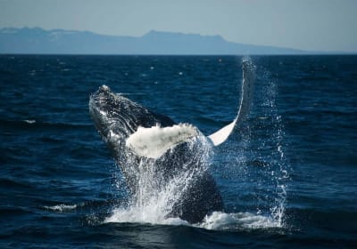 Whale Watching Tour (Reykjavik, IS) 2