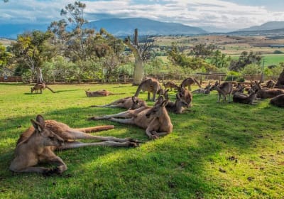 5-Day Tasmania Icons Tour Bundle 2