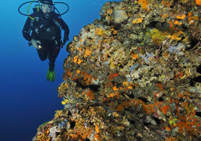 1 day / 2 boat dives 2