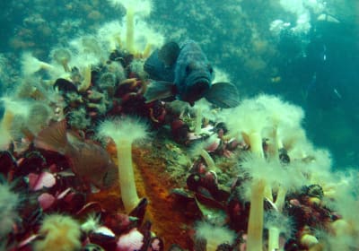 Discover Scuba Diving 2
