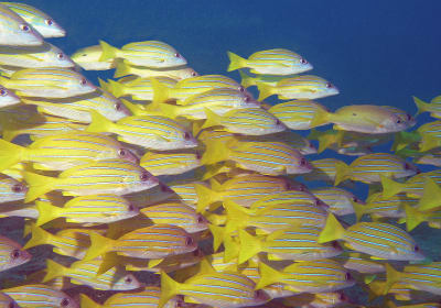 Discover Scuba Diving 2