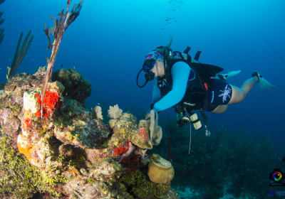 Half-Day Dive Trip 2