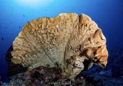 PADI Open Water Diver 2