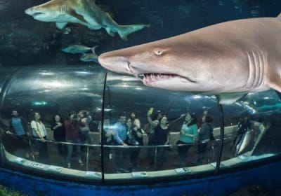 Barcelona Aquarium: Entry Ticket 2