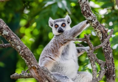 Faunia Nature Park: Entry Ticket 2