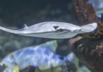Seaquarium Le Grau-du-Roi: Entry Ticket 2