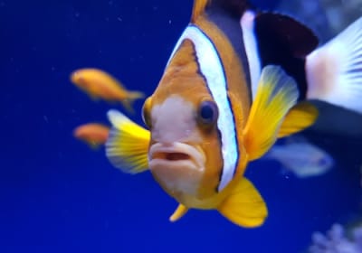 Aquarium of Naples: Entry Ticket 2