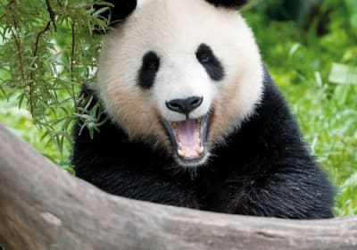 Schönbrunn Zoo: Skip The Line Admission Ticket 2
