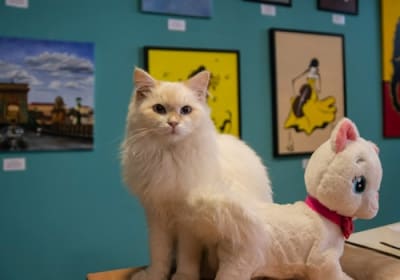 Cat Museum Budapest: Entry Ticket + Audio Guide 2