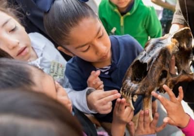 La Brea Tar Pits Museum 2
