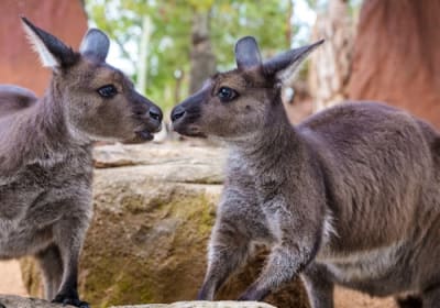 WILD LIFE Sydney Zoo: Entry Ticket 2