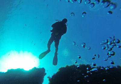 Three Dive Safari Day Trip 2