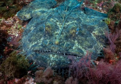 Half-Day Snorkelling Trip 2
