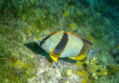 Short Snorkelling Trip 2