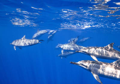 Two hours speed boat snorkel trip 2