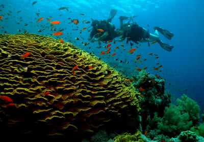 6 Dives by Boat or by Shore 2