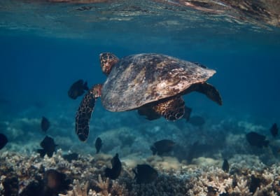 Coral Safari: Private Snorkelling with a Marine Biologist 2