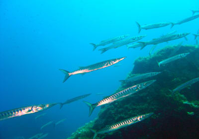 Beach Snorkelling Trip 2