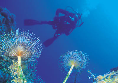 PADI Open Water Diver 2