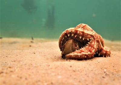 Guided Shore Snorkeling Adventure 2