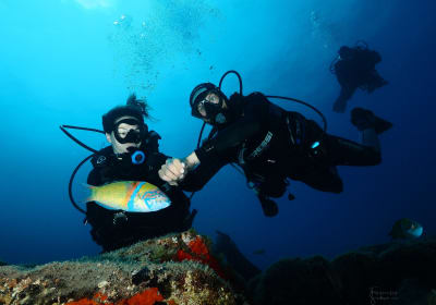 Eight Dives - Four Days 2