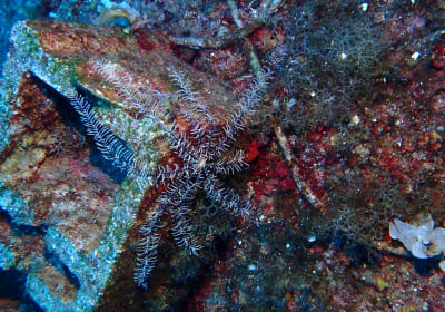 PADI Discover Scuba Diving Cool Experience DC Alimos 2