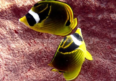 Half-Day Dive Trip 2