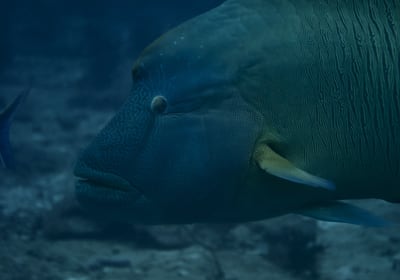 2 Tanks Dive Package 2