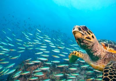 Phi Phi 3 dives - Dive Trip 2