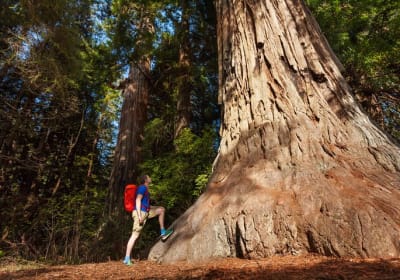 Yosemite National Park & Giant Sequoias 2-Day Semi-Guided Tour 2