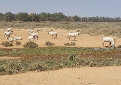 Private Tour of Desert Castles Eastern Jordan with optional Azraq Wetland Visit 2