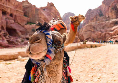 3-Night Jordan Tour with Wadi Rum Overnight from Sheikh Hussein Border Crossing  2