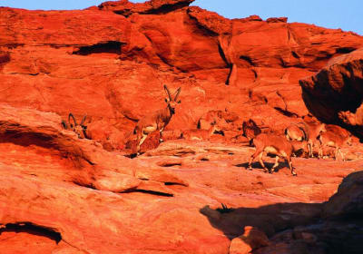 Wadi Mujib Ibex Trail Hiking Experience with Amman Tour & Panorama Dead Sea 2