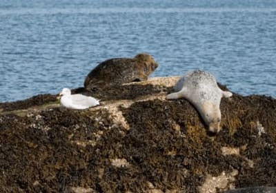 Glengarriff and West Cork Private Tour 2