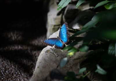 Houston Museum of Natural Science and Cockrell Butterfly Center 2