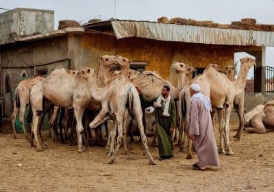 Private Camel market day tour in Cairo 2