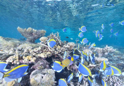 Introductory Dive in Eilat 2