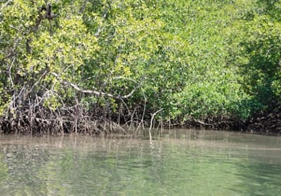 Mangrove -terraba -Sierpe River Tour 2