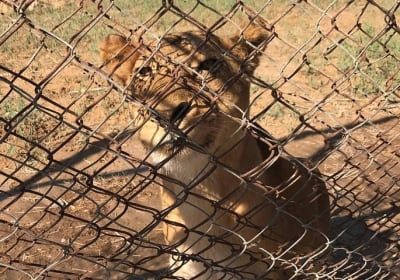 Private Africano Park Alexandria Safari from Cairo 2