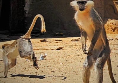 Private Tour To Africano Park Alexandria Safari From Cairo 2