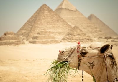 Camel Ride around the Pyramids During Sunrise Or Sunset 2
