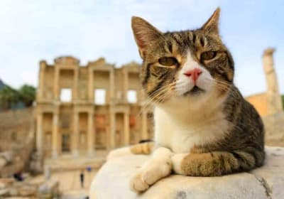 EPHESUS PRIVATE TOUR From Izmir Port 2