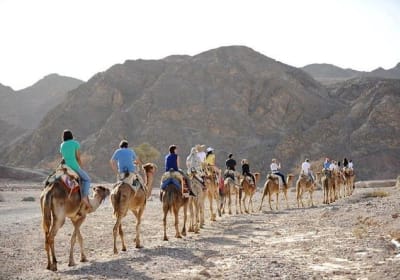 Camel Safari with Bedouin Meal in Eilat 2