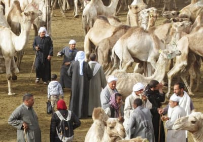 Cairo Unusual Day Tour Visit Camel Market in Birqash 2