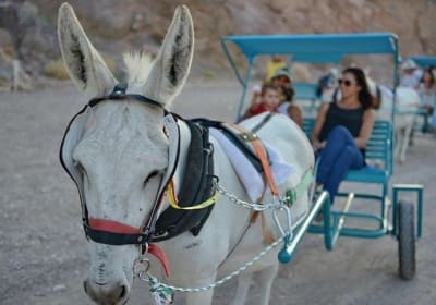 Donkey Cart trip in the Eilat Mountains 2
