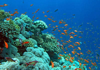 Glass Bottom Boat Cruise in Eilat 2