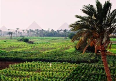 Half-Day Egypt Country Side Farm Tour with Pick Up 2