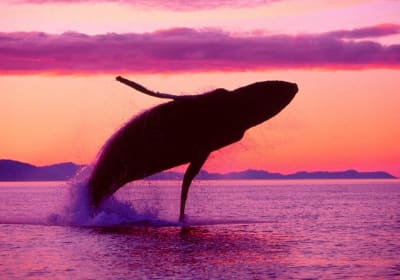 Whale Watching & Limón Waterfall Day Trip 2