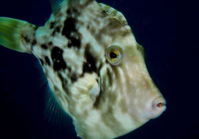 Half-Day Snorkelling Trip 2